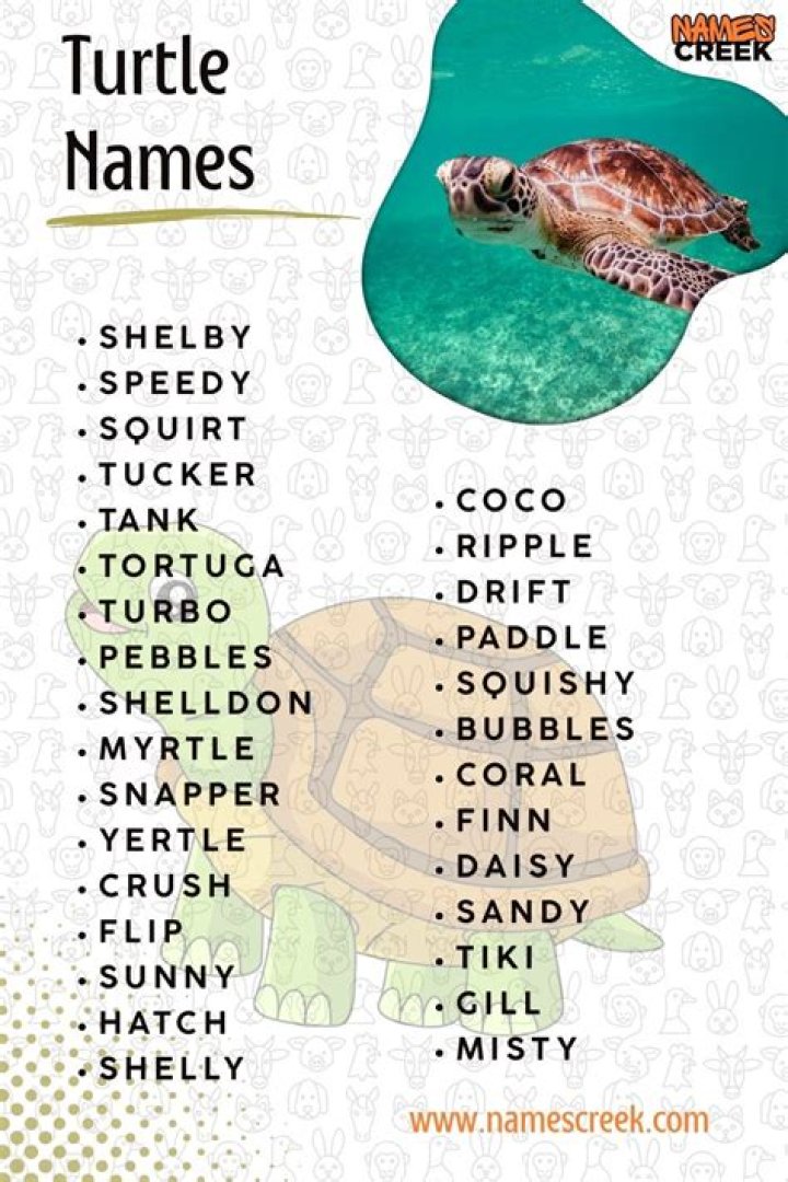 Breathtaking Turtle Girl Names: A Comprehensive Collection For Your Little Star