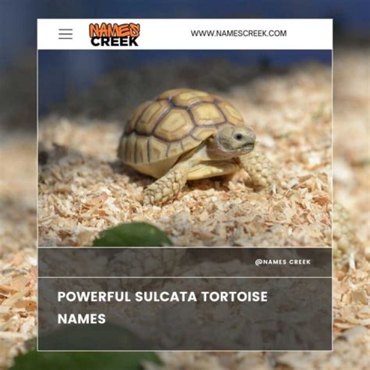 Creative Tortoise Names: A Comprehensive Guide