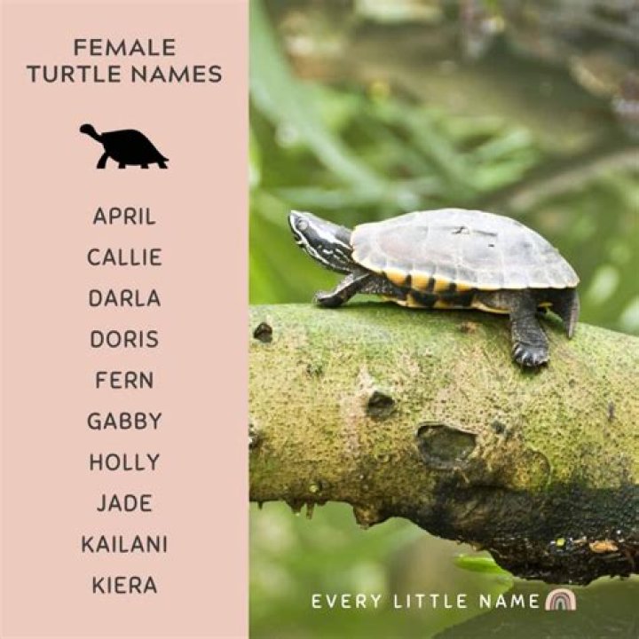 Popular Names For Female Turtles: The Ultimate Guide