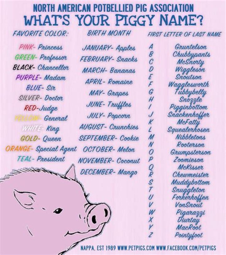 Quirky And Unique Names For Your Precious Piggy