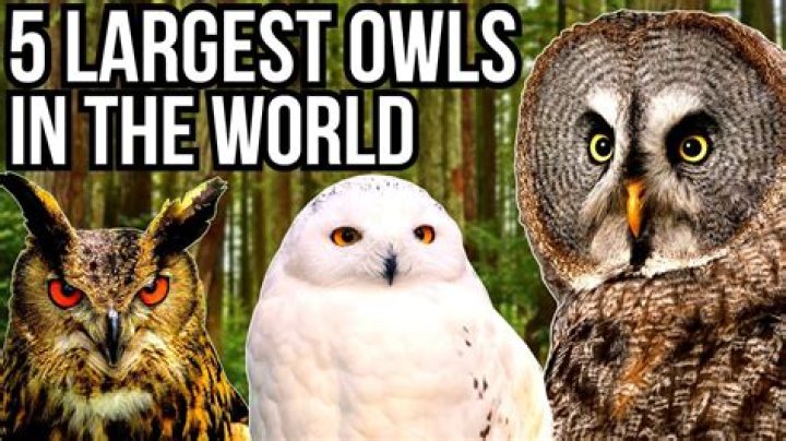 The Majestic Giant: Unveiling The World's Largest Owl