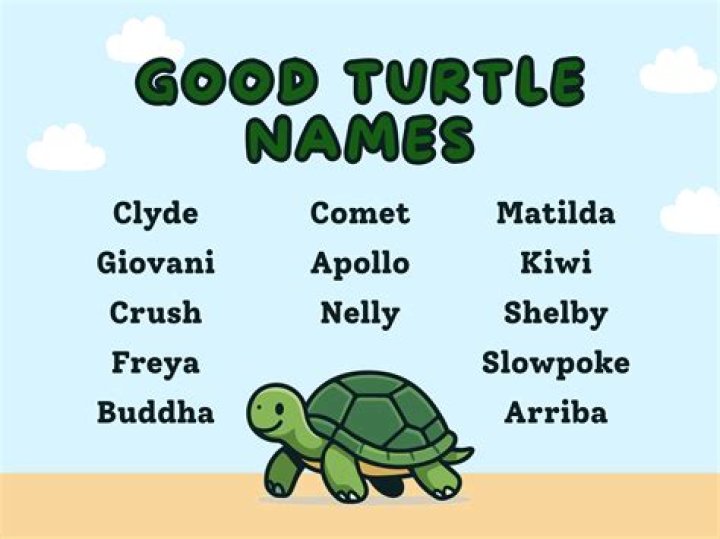 Top Girl Turtle Names For Your Adorable Pet