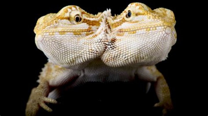 Unraveling The Enigma Of Dicephalus Conjoined Twins: An Exploration Of The Extraordinary And Perplexing